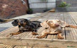 Miniature Dachshund dogs for sale: Miniature dachshunds to stay together! - Image 1