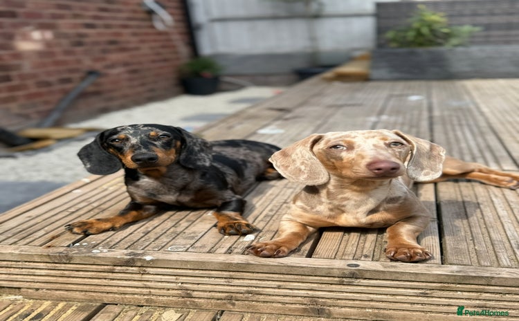 Miniature Dachshund dogs - Advert 16