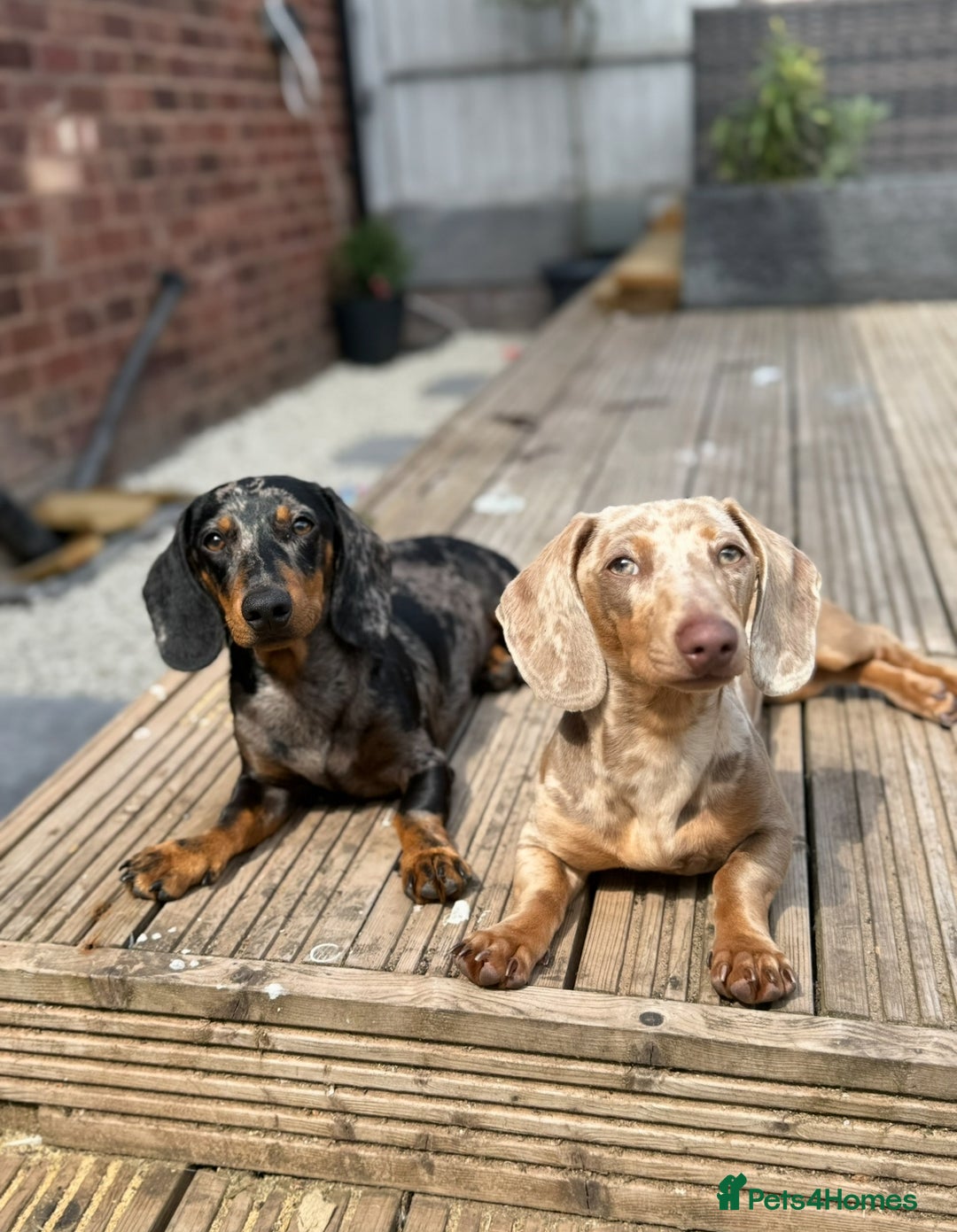 Miniature Dachshund dogs for sale: Miniature dachshunds to stay together! - Image 1
