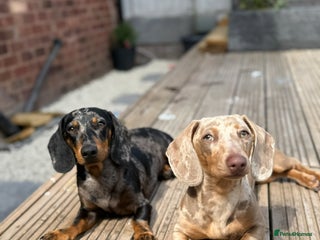 Miniature Dachshund dogs - Advert 2