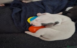 Staffordshire Bull Terrier dogs for sale: RARE CLASSIC MARKINGS - Image 27
