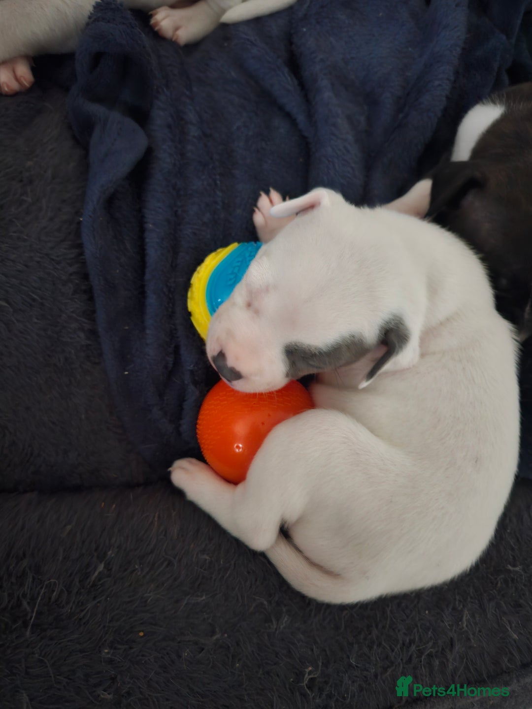 Staffordshire Bull Terrier dogs for sale: RARE CLASSIC MARKINGS - Image 27