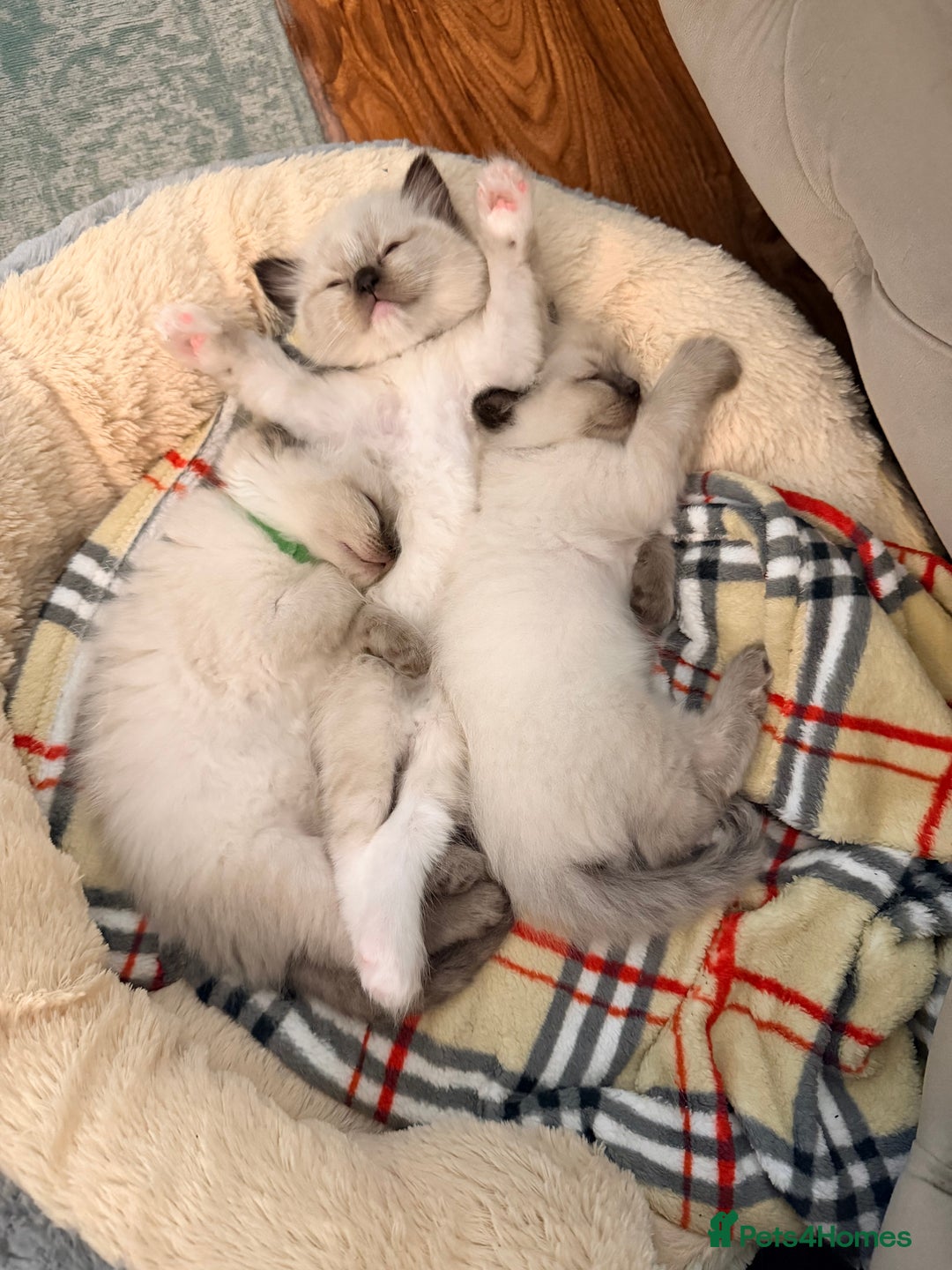 Ragdoll cats for sale: Seal point ragdoll - Advert 13