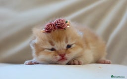 British Shorthair cats for sale: Golden Kittens - Ready December - Reg & Licensed - Image 10