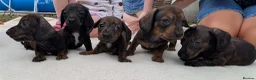 Miniature Dachshund dogs for sale: Miniature Dachshund  - Advert 5