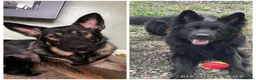 German Shepherd dogs for sale:  Pedigree German Shepherd pups straight backed - Advert 1