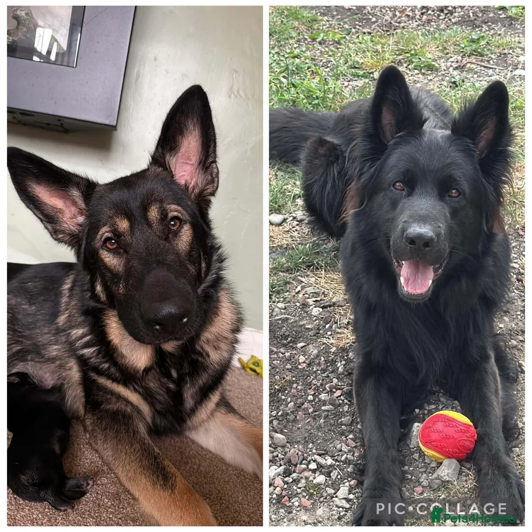 German Shepherd dogs for sale:  Pedigree German Shepherd pups straight backed - Advert 1