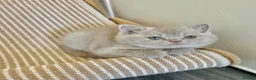 British Shorthair cats for sale: TICA Registered British Shorthair Kittens for Sale - Advert 8