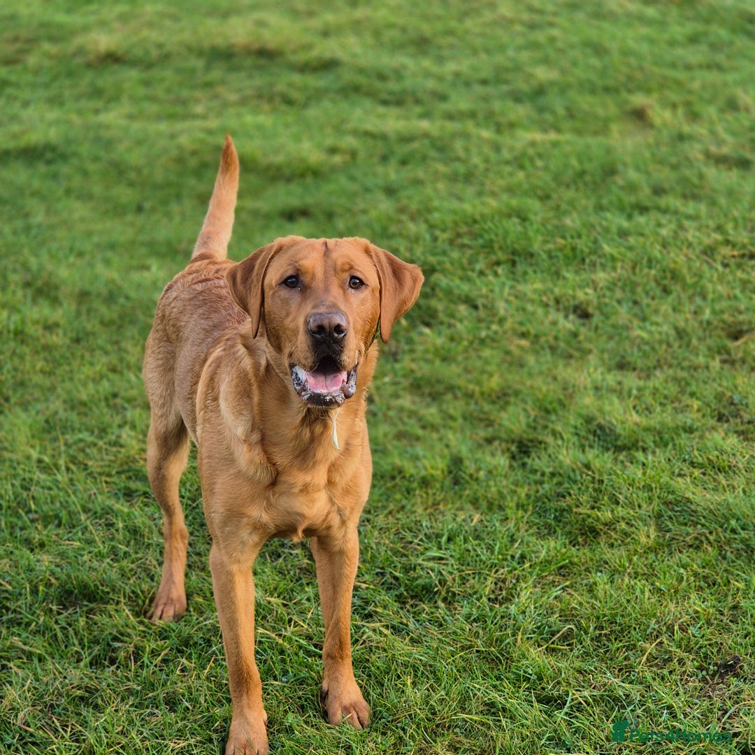 Labrador Retriever dogs for stud: Fully Health Tested Red Fox Lab Stud - Advert 3