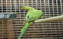 Ringnecks birds for sale: Indian ring neck - Image 6