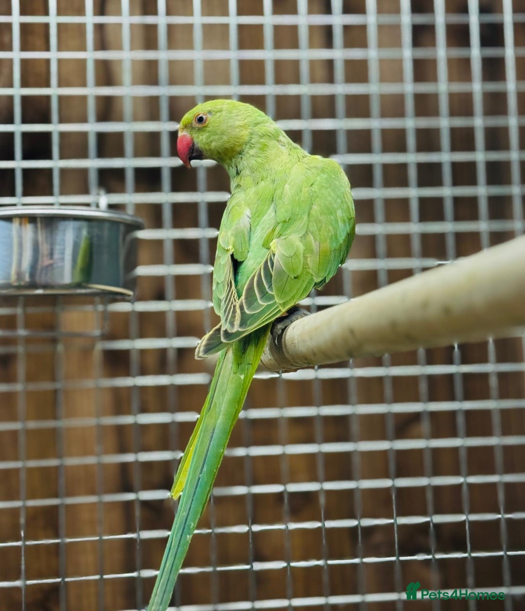 Ringnecks birds for sale: Indian ring neck - Image 6