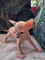 Sphynx cats - Advert 4