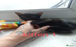 British Shorthair cats for sale: 3 black female kittens for sale - Image 6