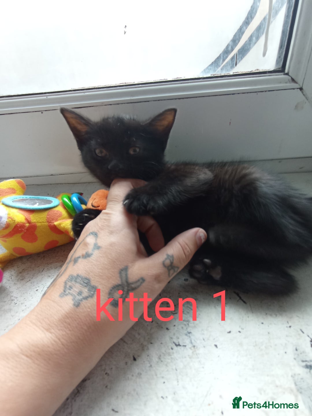 British Shorthair cats for sale: 3 black female kittens for sale - Image 6