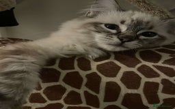 Ragdoll cats for sale: 2 beautiful Ragdolls rehoming - Image 4