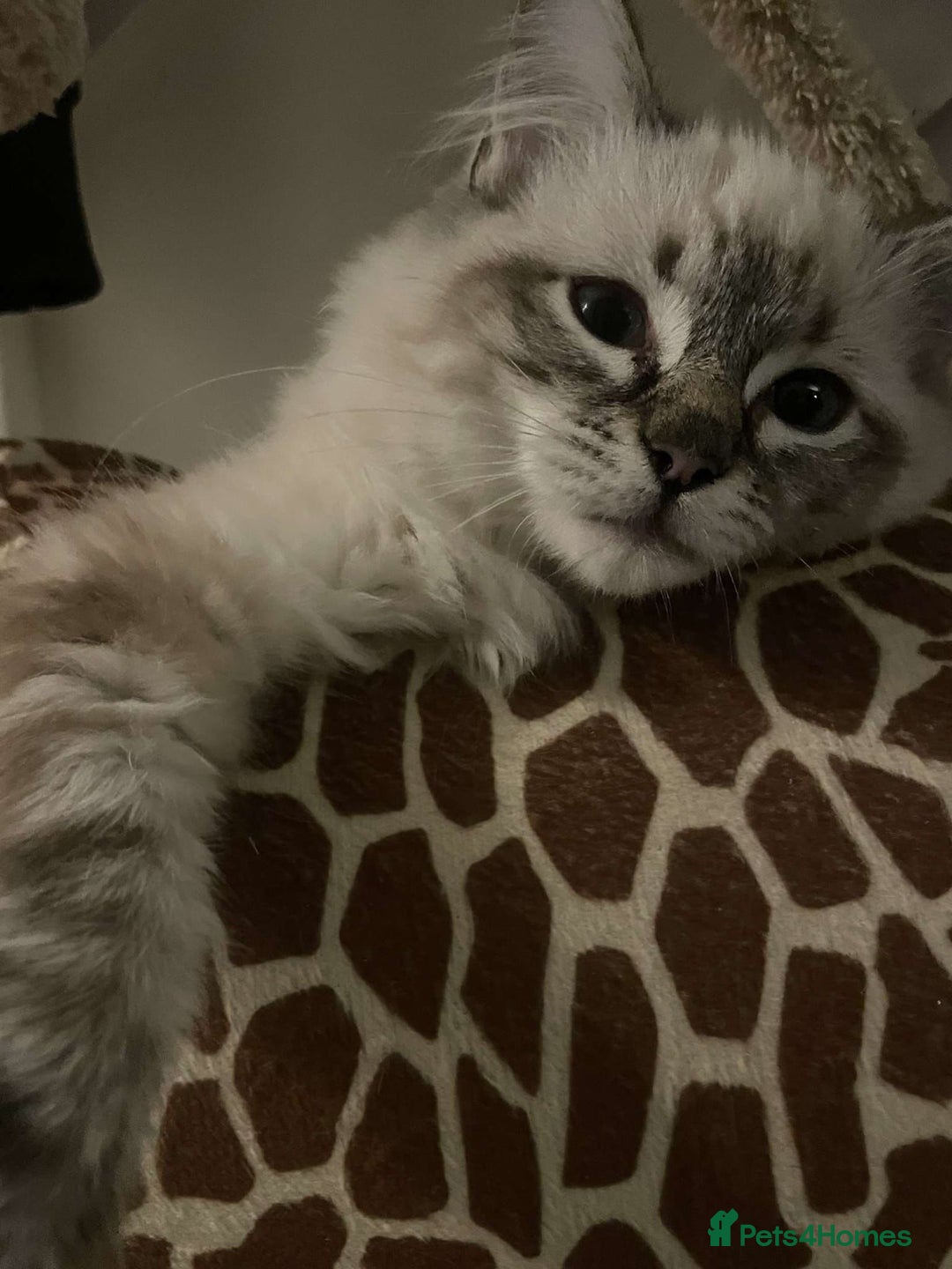 Ragdoll cats for sale: 2 beautiful Ragdolls rehoming - Image 4