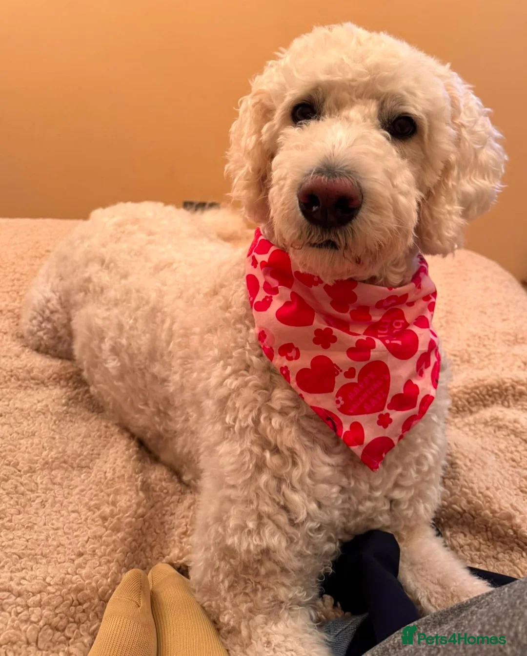 Mixed Breed dogs for sale: Pyrenees Mountain x Old English Sheep Dog x Poodle - Advert 2