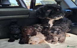 Sproodle dogs for sale: Gorgeous f1b sproodle pups, dna tests. - Image 1