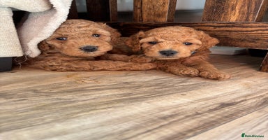 Cockapoo dogs - Advert 3