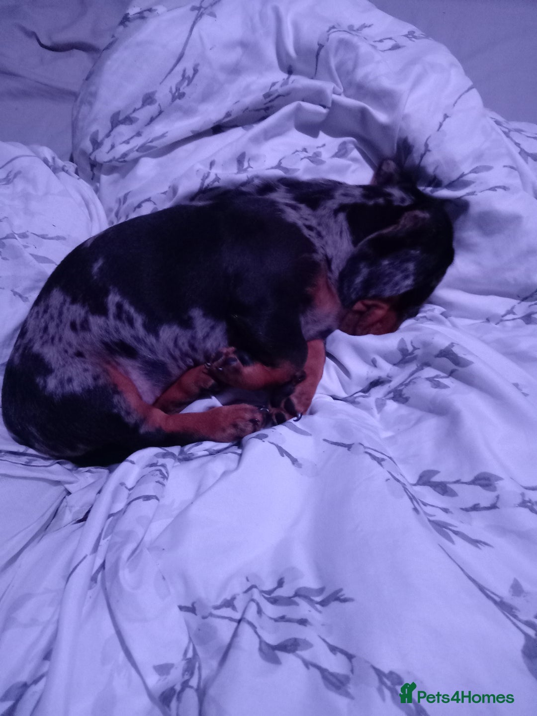 Dachshund dogs for sale: Miss Abby - Image 6