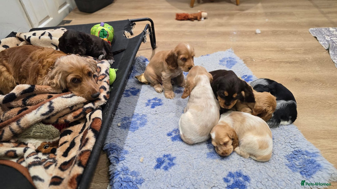 Cocker Spaniel dogs for sale: KC Health tested Golden Show Cocker Spaniel Boy - Advert 3