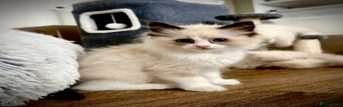 Ragdoll Kitten 1 seal bicolour male