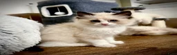 Ragdoll cats for sale: GCCF Registered Ragdoll Kittens  - Advert 13