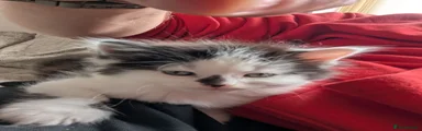 Persian 1