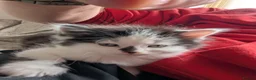 Persian cats for sale: 4 X doll faced Persian kittens cross  - Advert 22