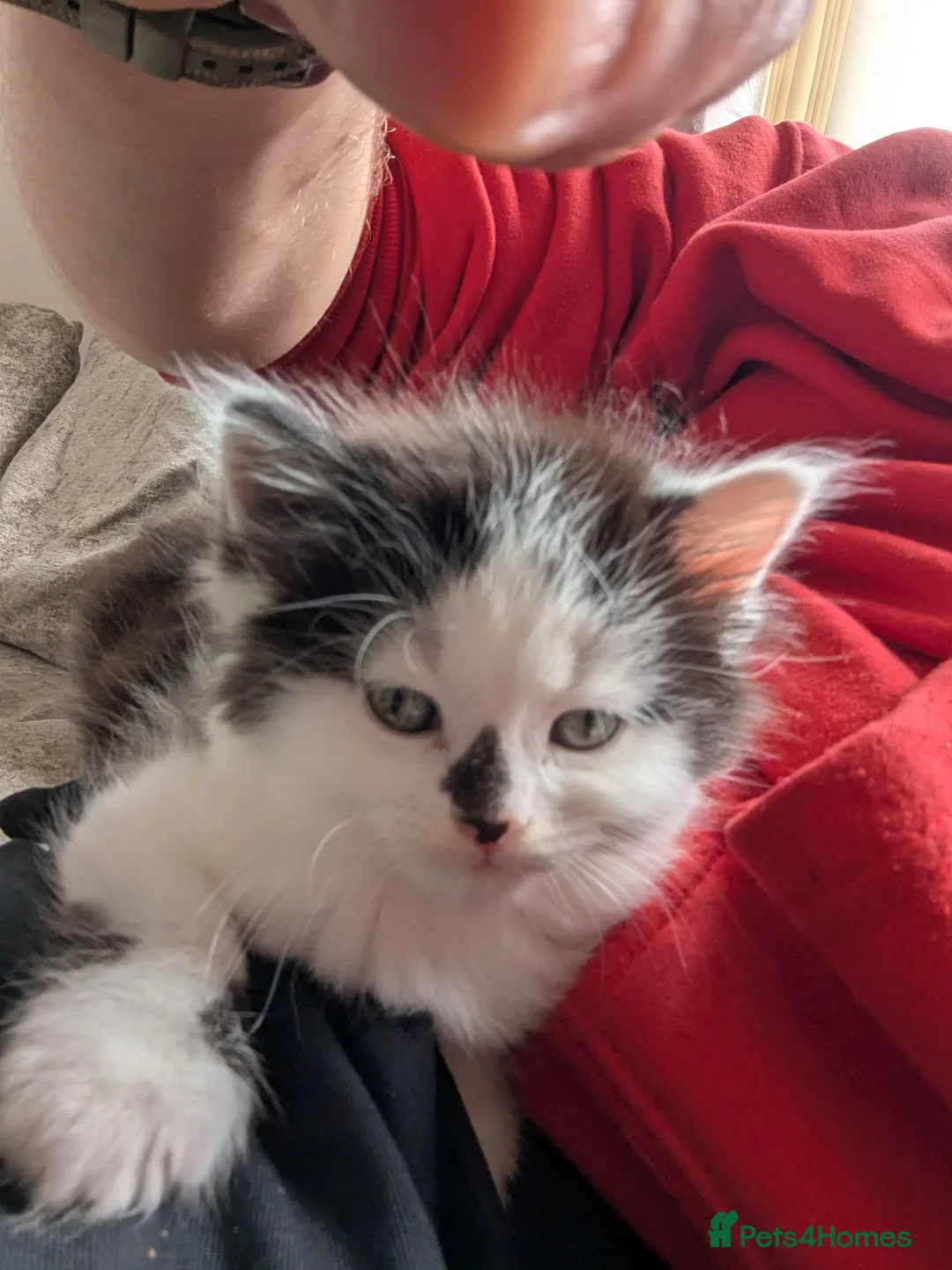 Persian cats for sale: 4 X doll faced Persian kittens cross  - Advert 22