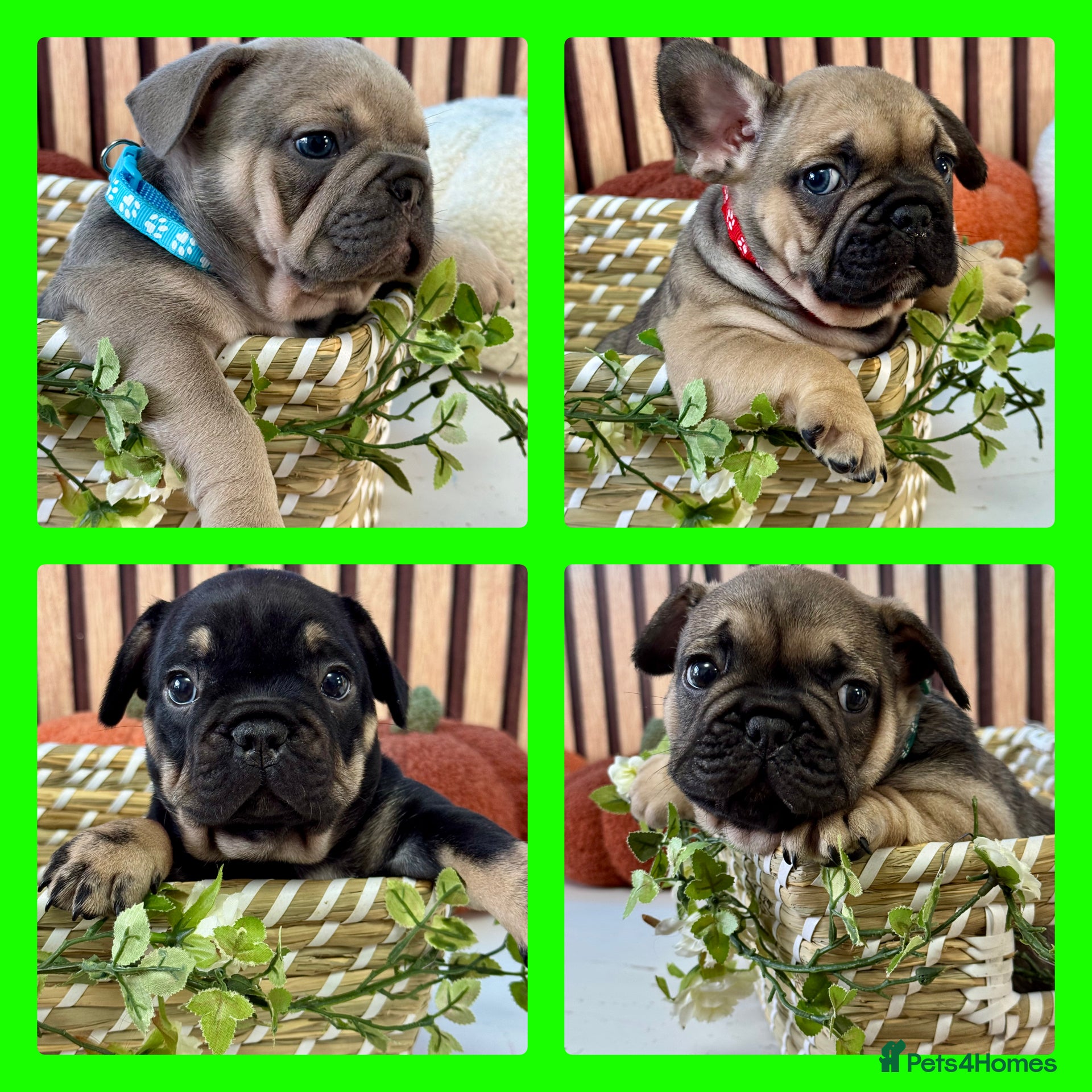 French Bulldog dogs Beautiful French Bulldog litter - Advert 6