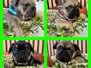 French Bulldog dogs Beautiful French Bulldog litter - Advert 6