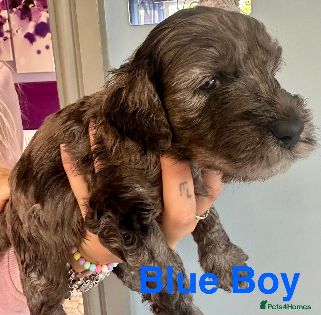 Cockapoo dogs for sale: Beautiful Teddy Bear F1 Cockapoo Merle puppies - Image 3