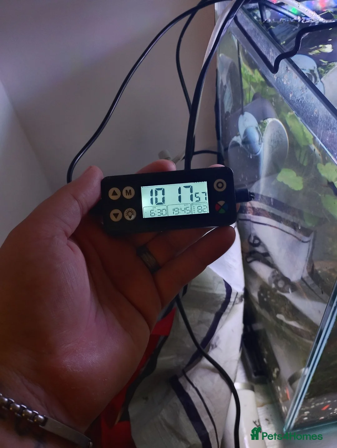 Other/Mixed Breed fish for sale: Entire established tank with everything  - Advert 2
