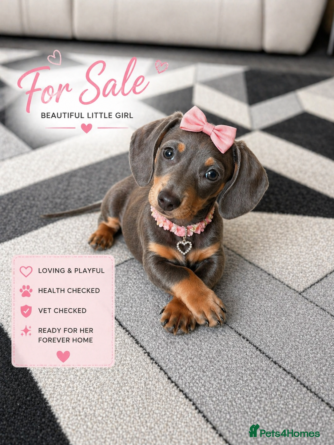 Miniature Dachshund dogs Miniature dachshund puppies READY NOW xx - Advert 13