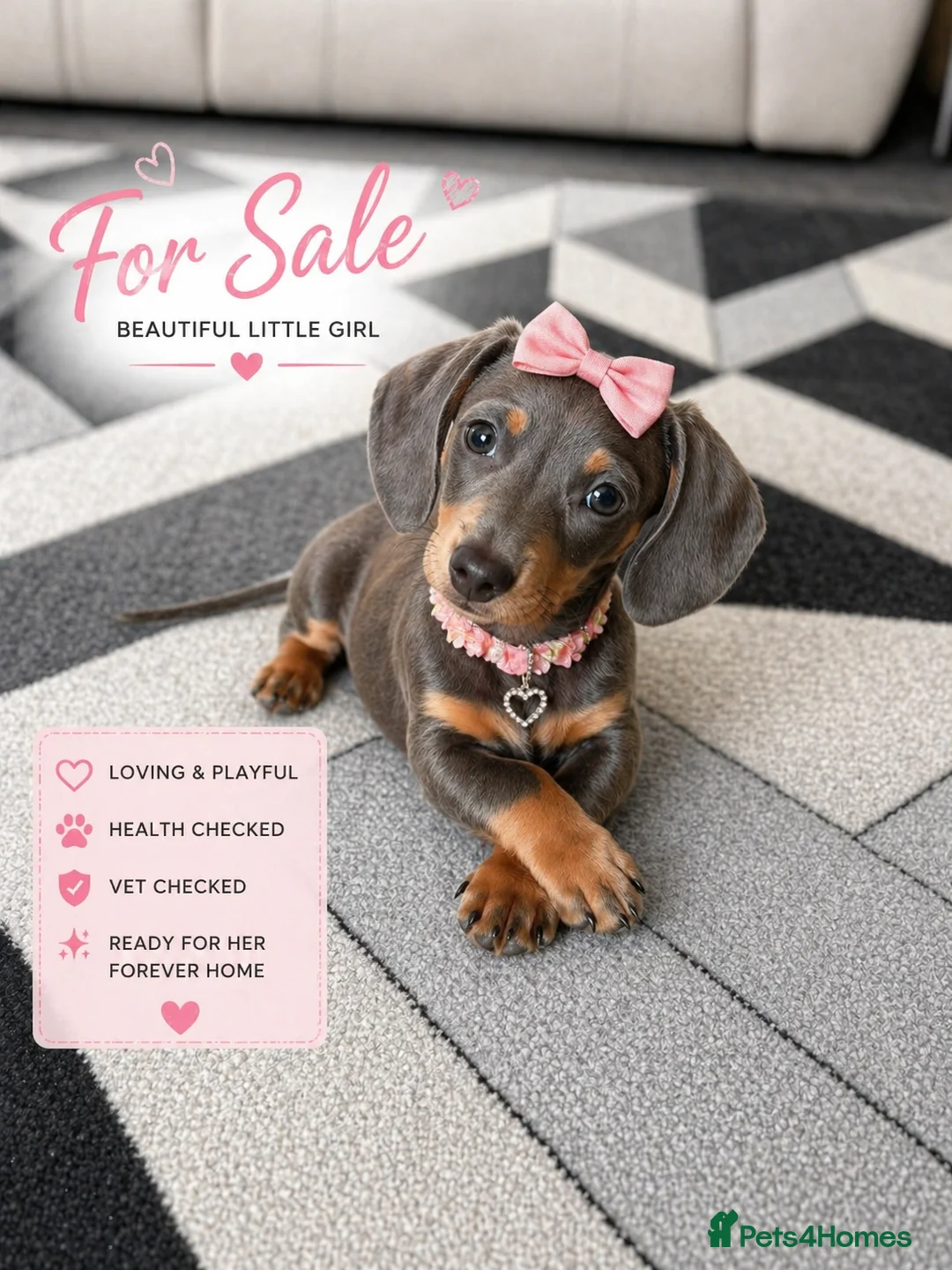 Miniature Dachshund dogs for sale: Miniature dachshund puppies READY NOW xx - Advert 1