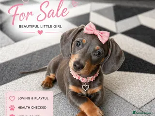 Miniature Dachshund dogs Miniature dachshund puppies READY NOW xx - Advert 13