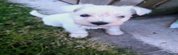 Miniature Schnauzer dogs for sale: KC Registered Miniature Schnauzer Puppies  - Advert 12