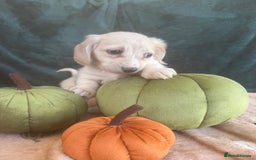 Miniature Dachshund dogs for sale: English creams miniature dachshunds  - Image 12