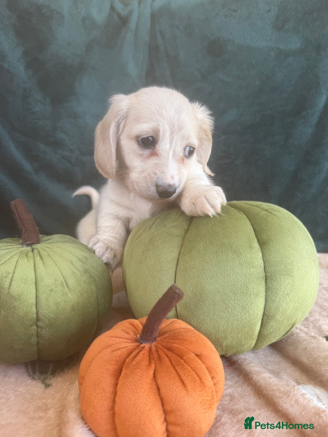 Miniature Dachshund dogs for sale: English creams miniature dachshunds  - Image 12