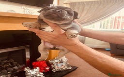 French Bulldog dogs for sale: Stunning French bulldog boy - Image 20