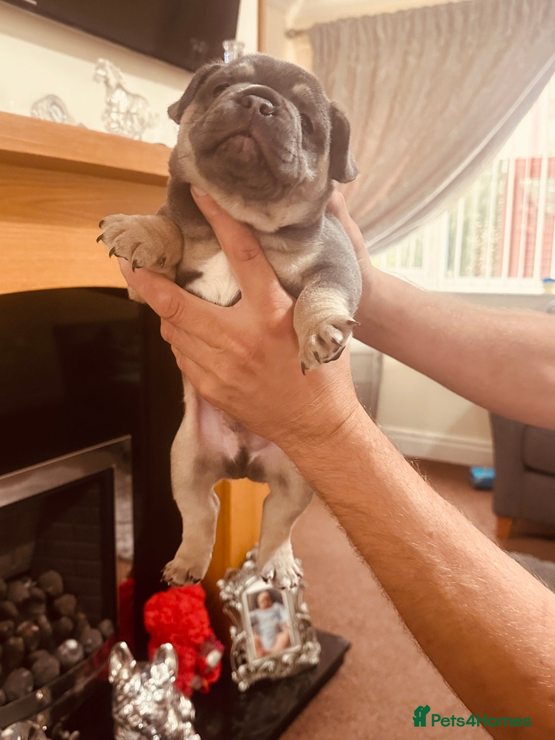 French Bulldog dogs for sale: Stunning French bulldog boy - Image 20