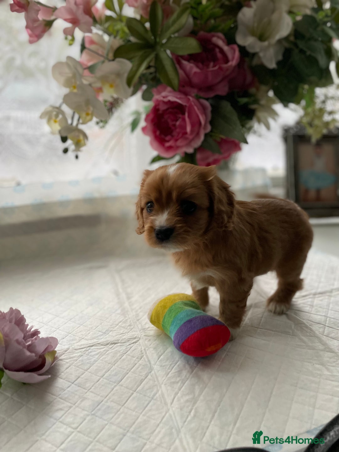 Cavapoo dogs for sale: Beautiful Cavapoo puppies - Image 4
