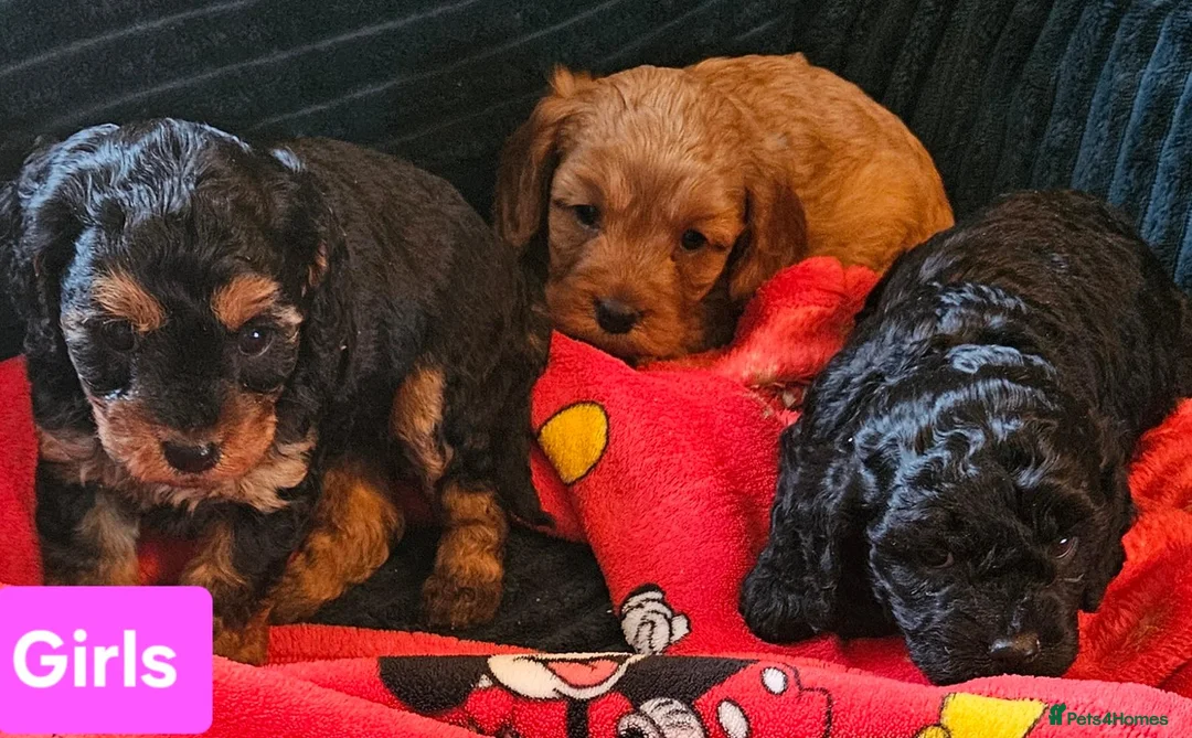 Cavapoo dogs for sale: Very beautiful cavapoo puppies for sale  - Advert 2