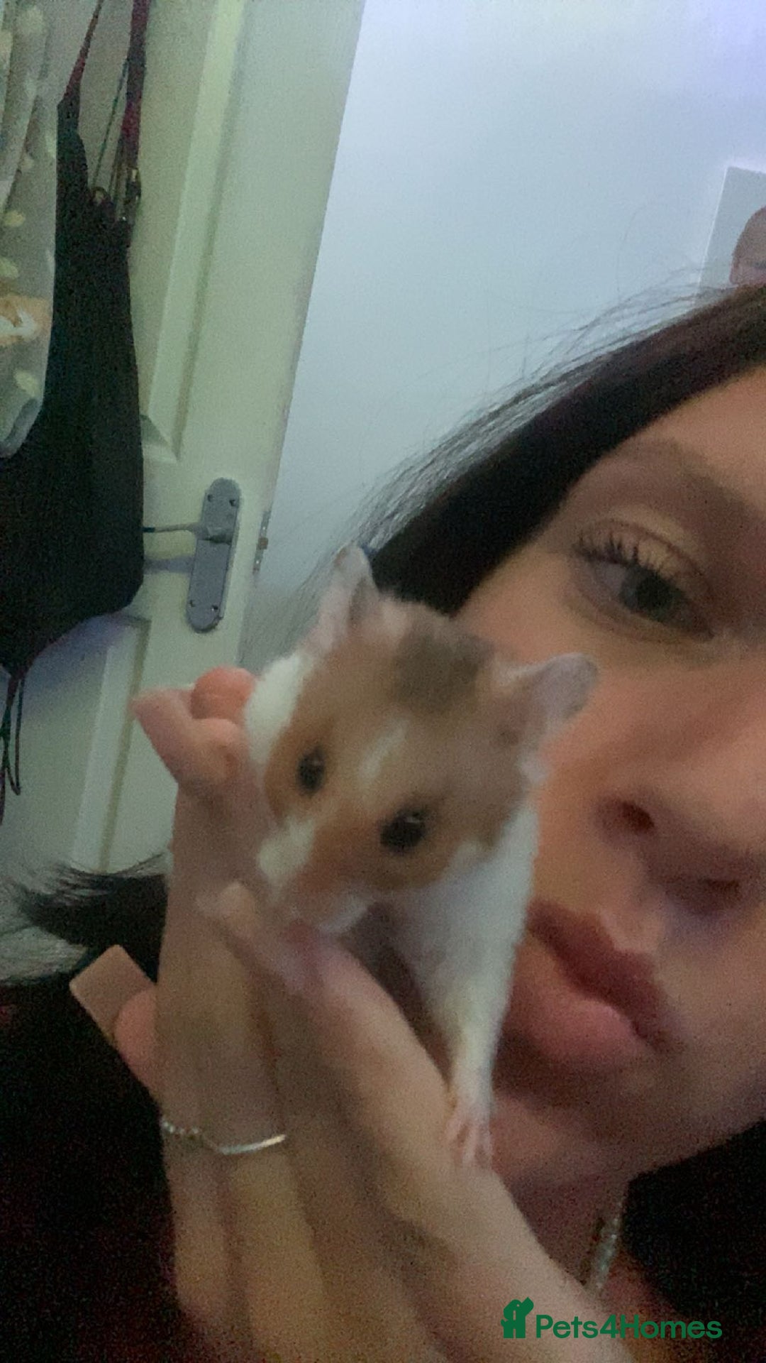 Hamster rodents for sale: Syrian  Hamster(with cage, food etc. - Advert 5