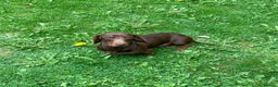 Miniature Dachshund dogs for sale: Miniature dachshunds * 3 boys left - Advert 4