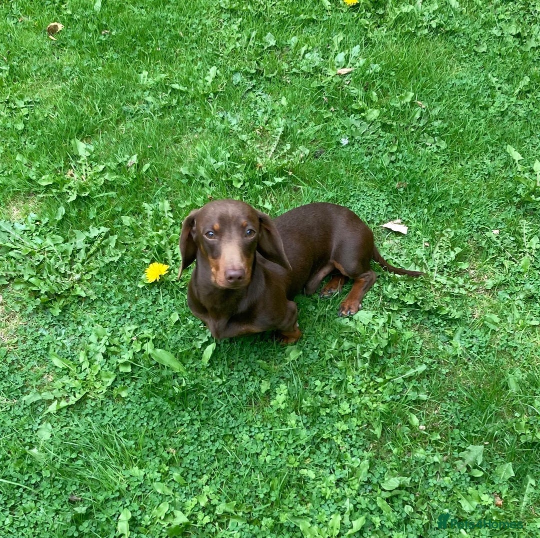 Miniature Dachshund dogs for sale: Miniature dachshunds * 3 boys left - Advert 4