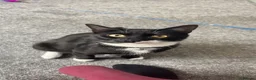 Mixed Breed cats for sale: Cat needing a loving home  - Advert 4