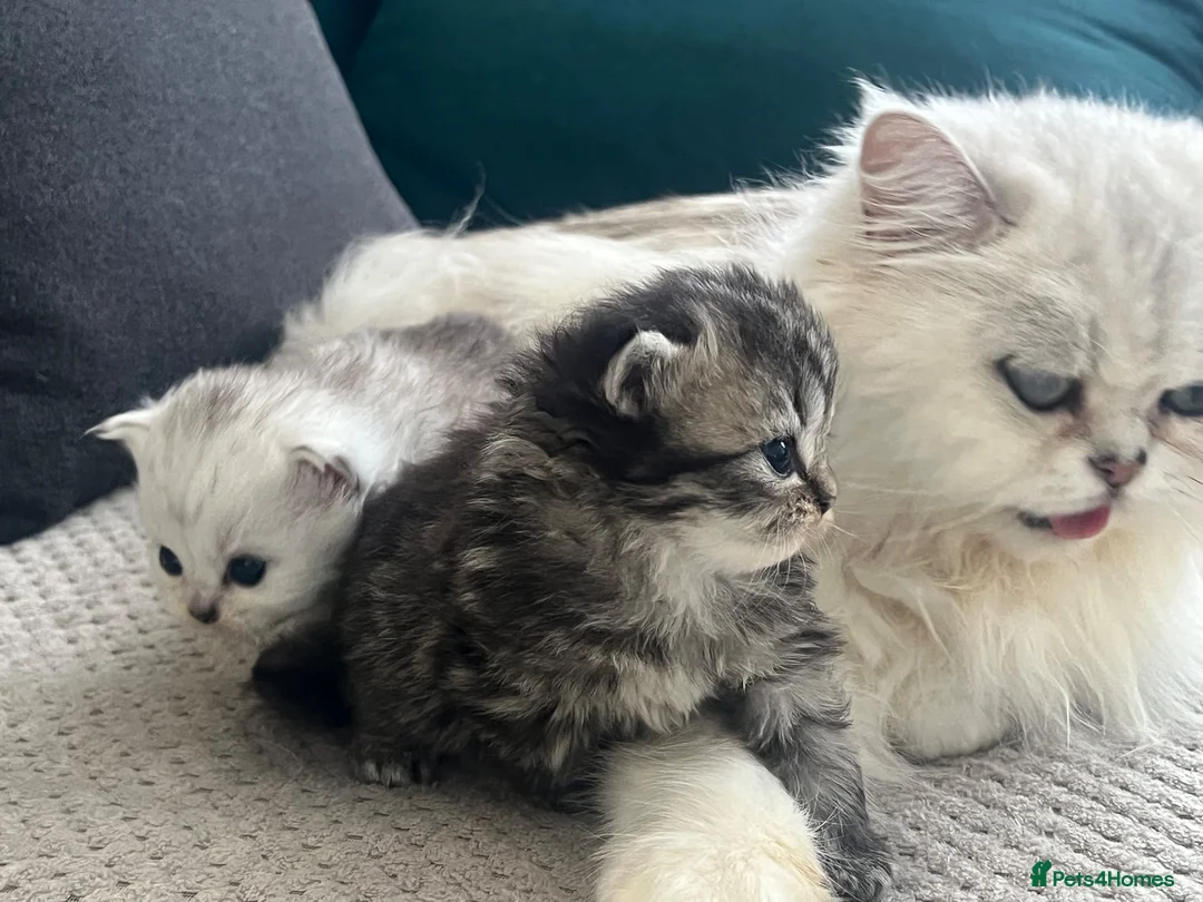 Persian cats for sale: Beautiful Persian boy - Advert 2