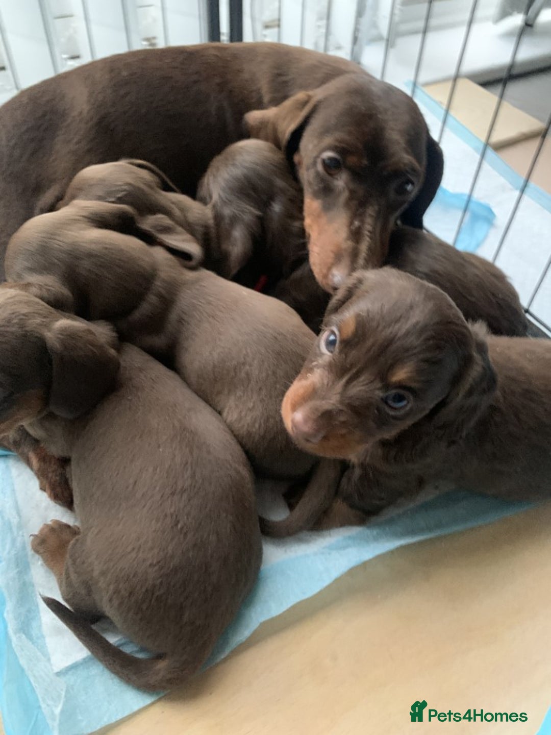 Miniature Dachshund dogs for sale: Miniature Dachshund Puppies Chocolate and Tan KC - Advert 15